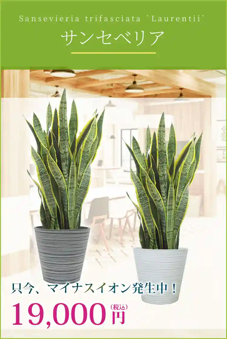 サンセベリア 観葉植物 19,000円(税込)