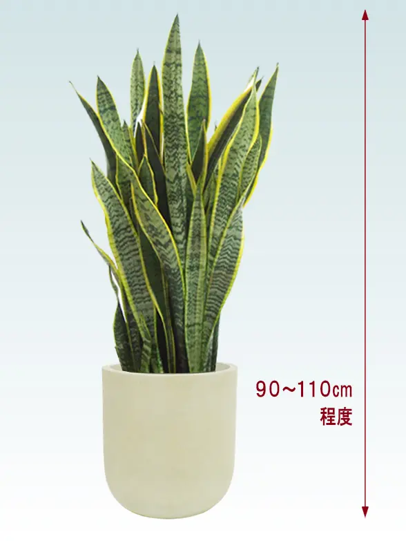 サンセベリア拡大横から画像