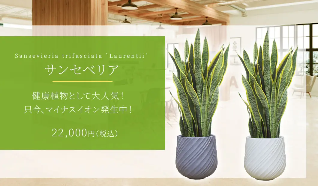 サンセベリア 観葉植物 22,000円(税込)