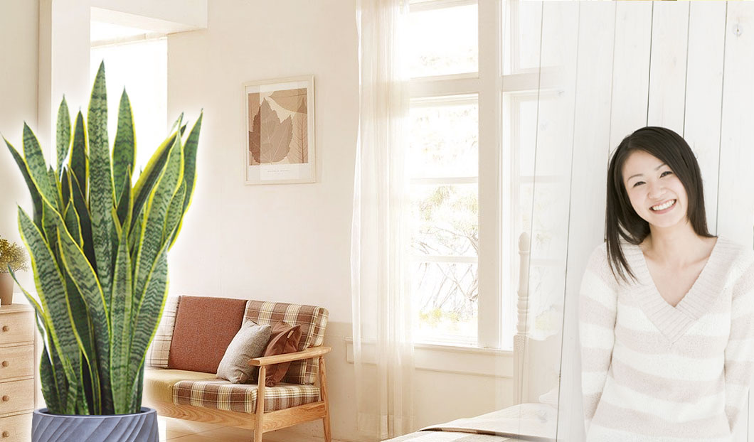 ギフトやインテリアに人気の観葉植物サンセベリア