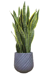 サンセベリア全体画像