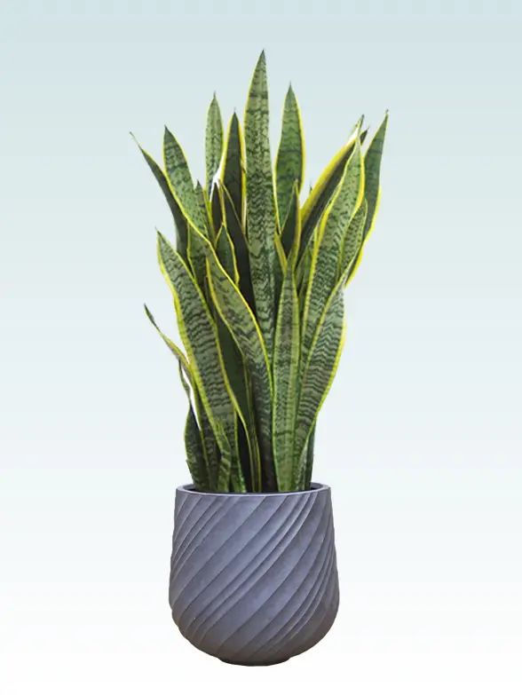 サンセベリア拡大横から画像