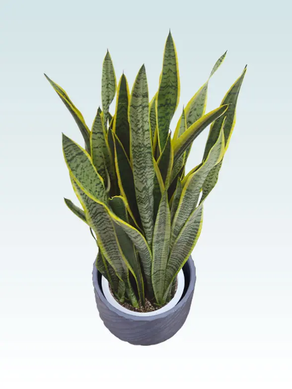 サンセベリア斜め上から全体画像