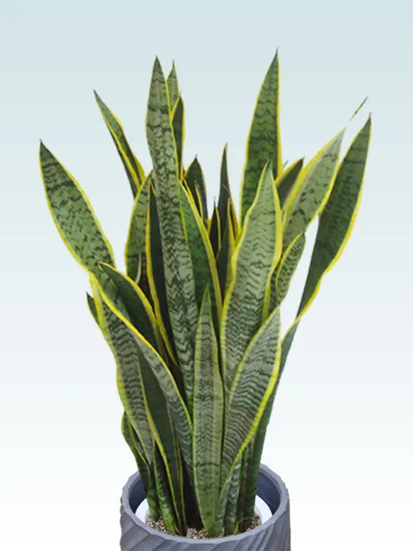 サンセベリア葉っぱ枝も入った画像