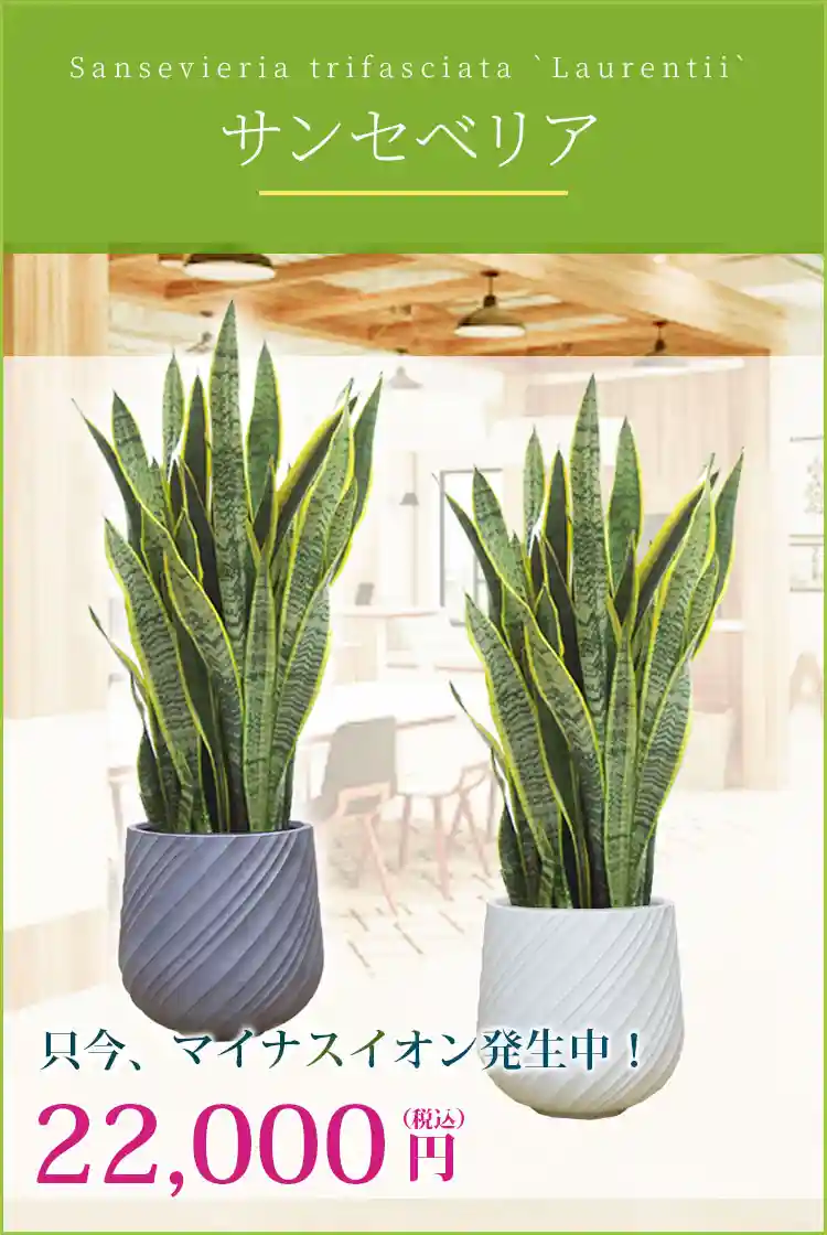 サンセベリア 観葉植物 22,000円(税込)