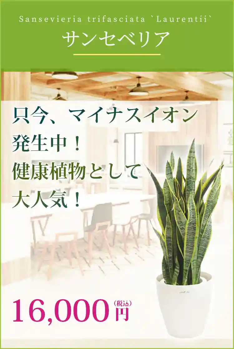 サンセベリア 観葉植物 11,500円(税込)