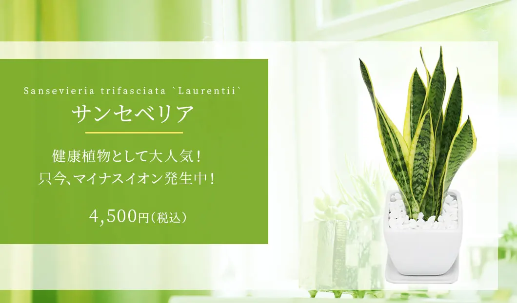 サンセベリア 観葉植物 4,500円(税込)