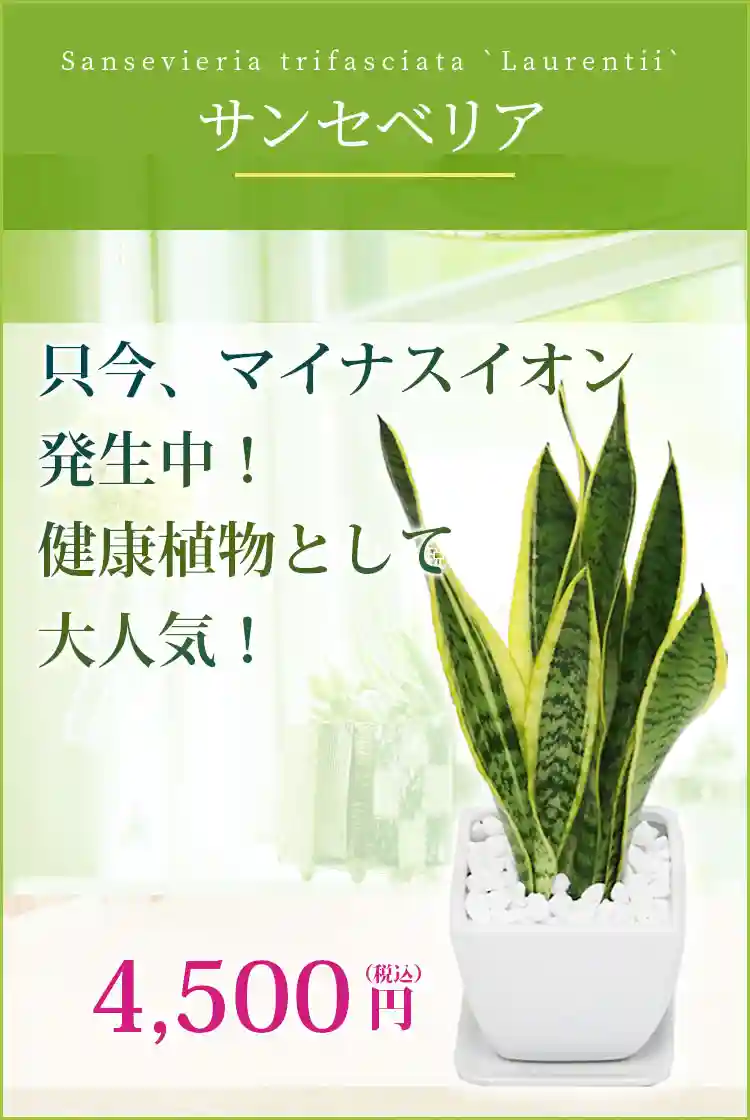 サンセベリア 観葉植物 4,500円(税込)