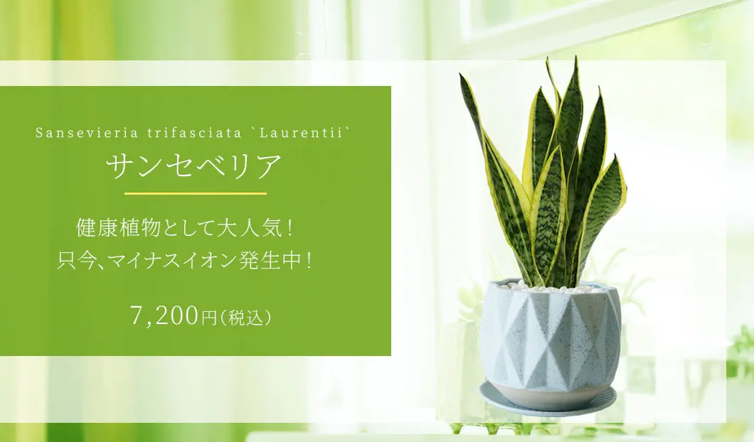 サンセベリア 観葉植物 7,200円(税込)
