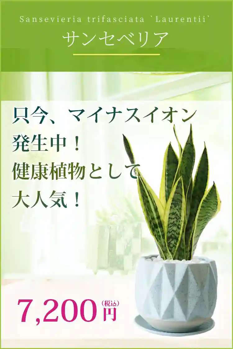 サンセベリア 観葉植物 7,200円(税込)