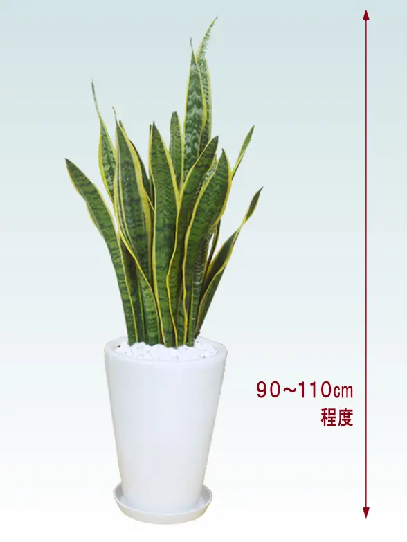 サンセベリア拡大横から画像