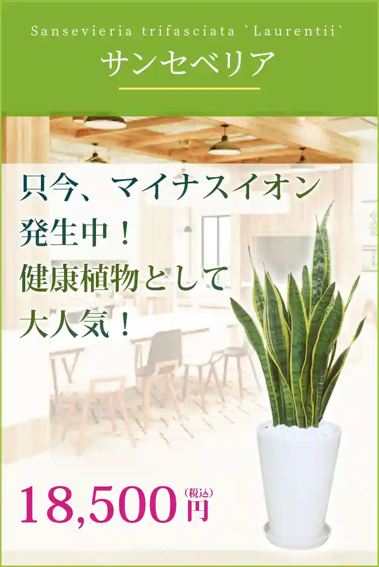 サンセベリア 観葉植物 16,500円(税込)