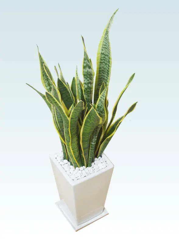 サンセベリア 陶器鉢植込み スクエアタイプ白色 スタイリッシュ 観葉植物の販売 通販の観葉植物のオアシス