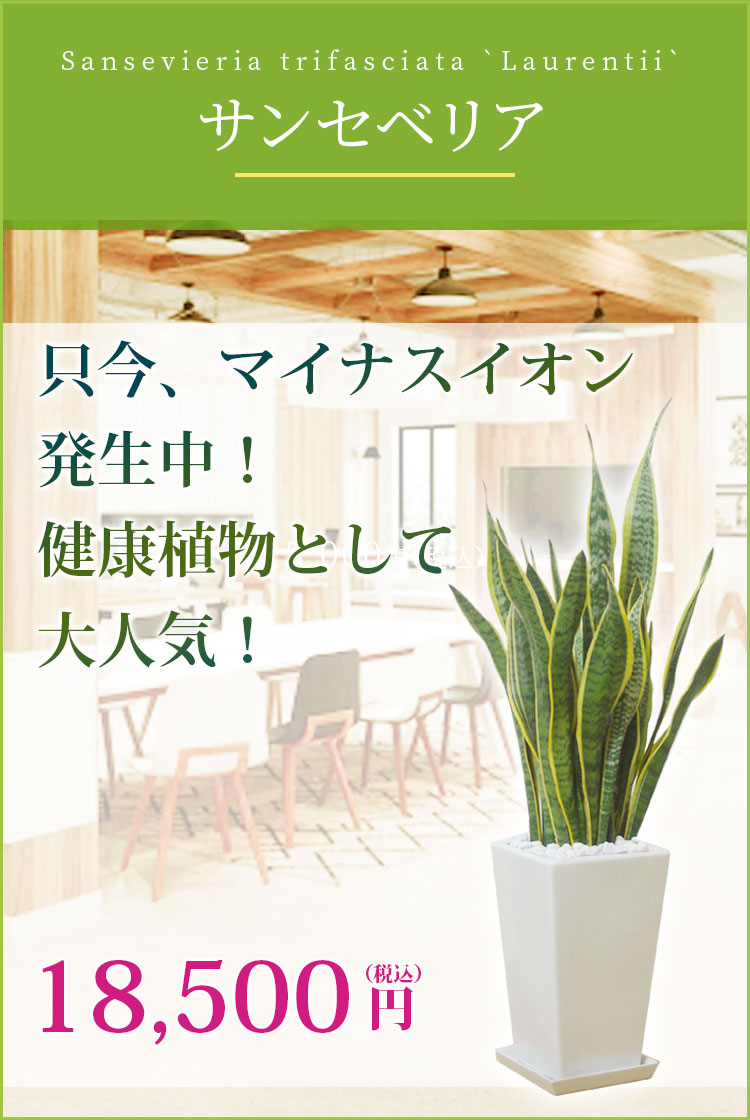 サンセベリア 陶器鉢植込み スクエアタイプ白色 スタイリッシュ 観葉植物の販売 通販の観葉植物のオアシス