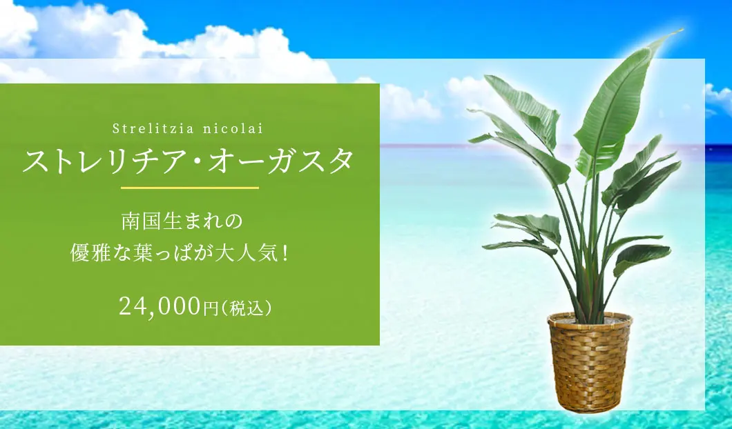 ストレリチア オーガスタ 籐かご付 ダークブラウン色 L サイズ 観葉植物の販売 通販の観葉植物のオアシス