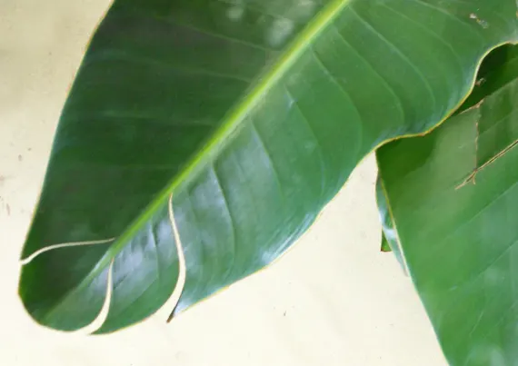 葉っぱの特性について ストレリチア・オーガスタの葉の画像