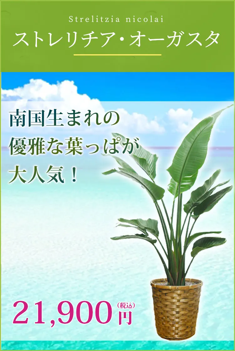 ストレリチア・オーガスタ 観葉植物 20,900円(税込)