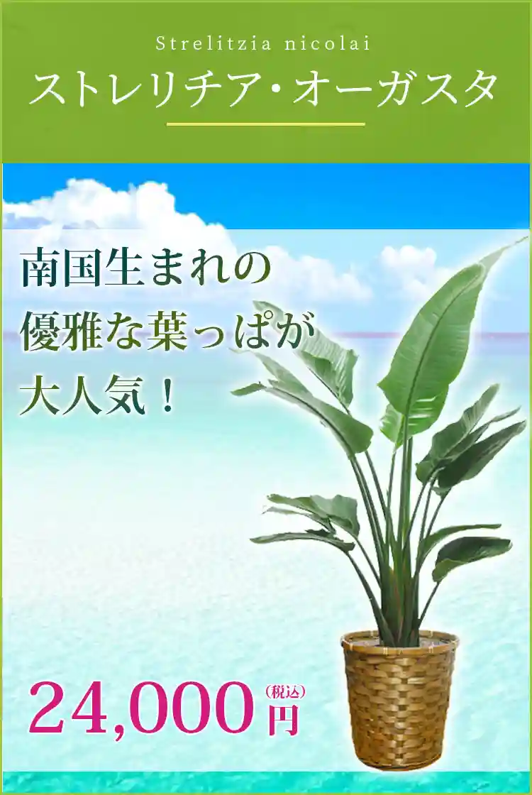 ストレリチア オーガスタ 籐かご付 ダークブラウン色 L サイズ 観葉植物の販売 通販の観葉植物のオアシス