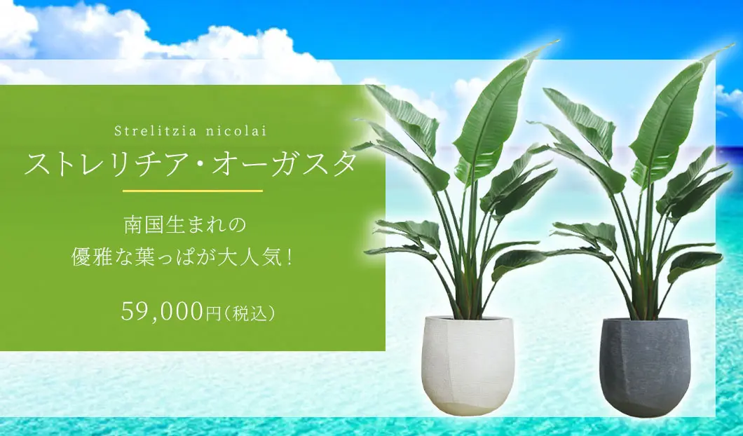 ストレリチア・オーガスタ 観葉植物 59,000円(税込)