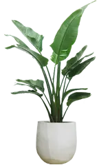 ストレリチア・オーガスタ全体画像