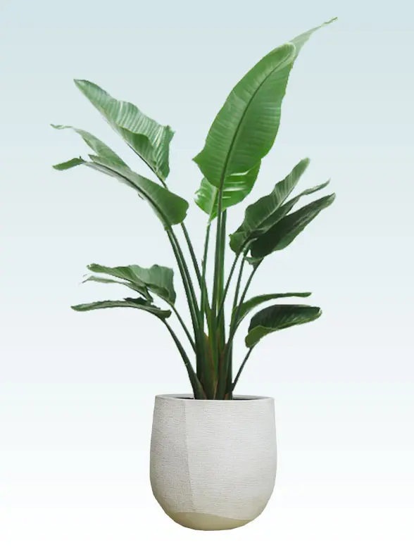 ストレリチア・オーガスタ葉っぱ枝も入った画像