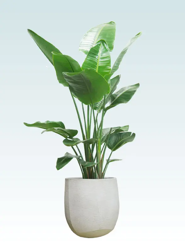 ストレリチア・オーガスタ拡大横から画像