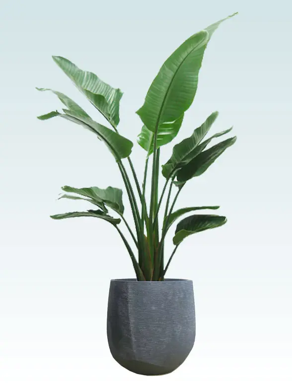 ストレリチア・オーガスタ葉っぱ枝も入った画像