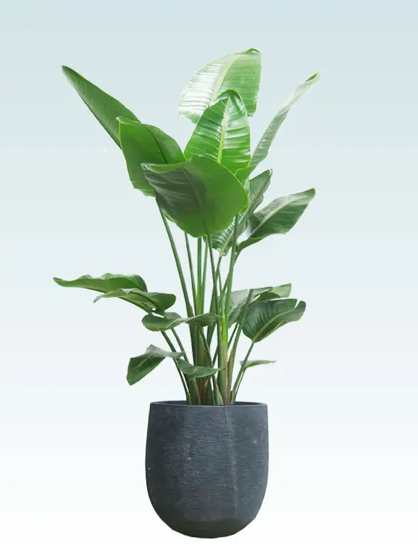 ストレリチア・オーガスタ葉っぱ枝も入った画像