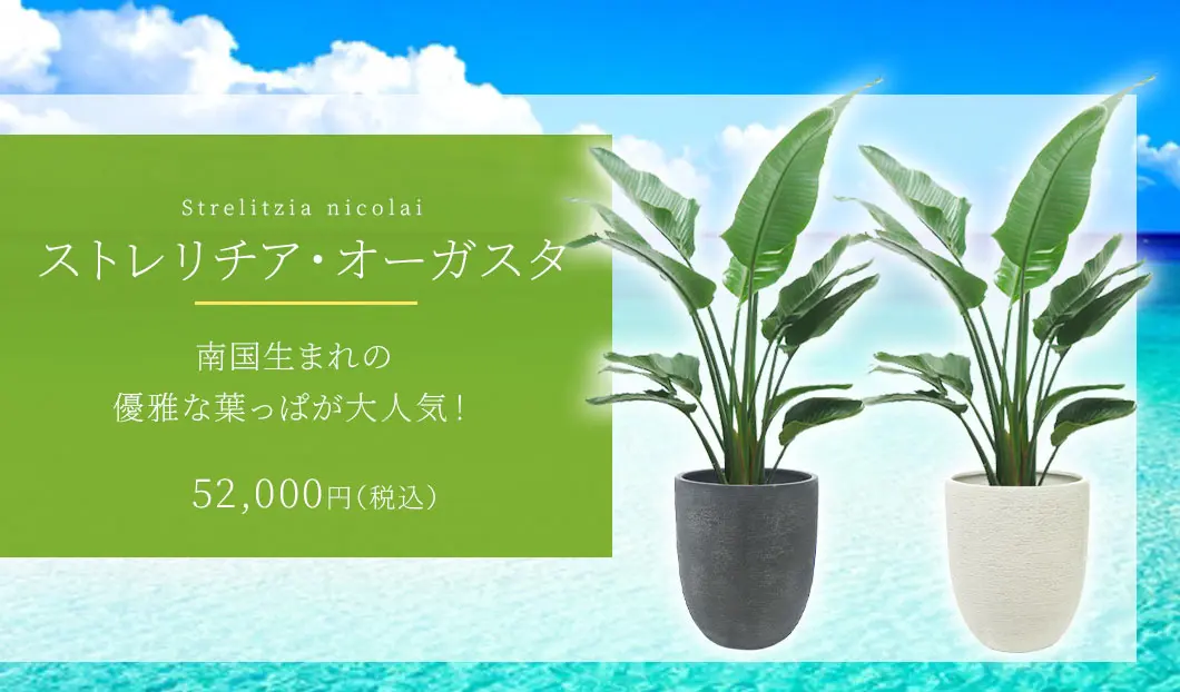 ストレリチア・オーガスタ 観葉植物 52,000円(税込)