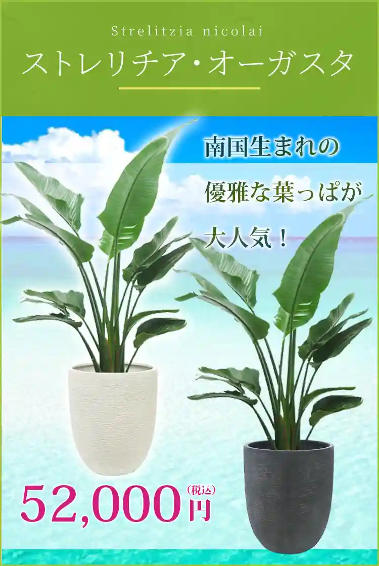 ストレリチア・オーガスタ 観葉植物 52,000円(税込)