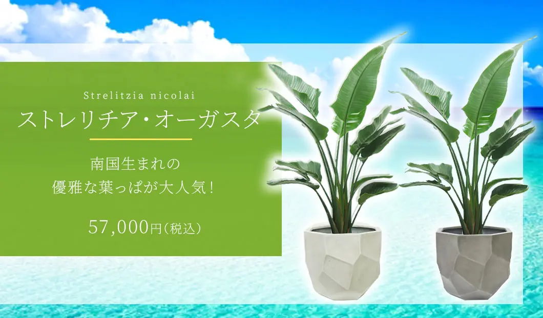ストレリチア・オーガスタ 観葉植物 57,000円(税込)