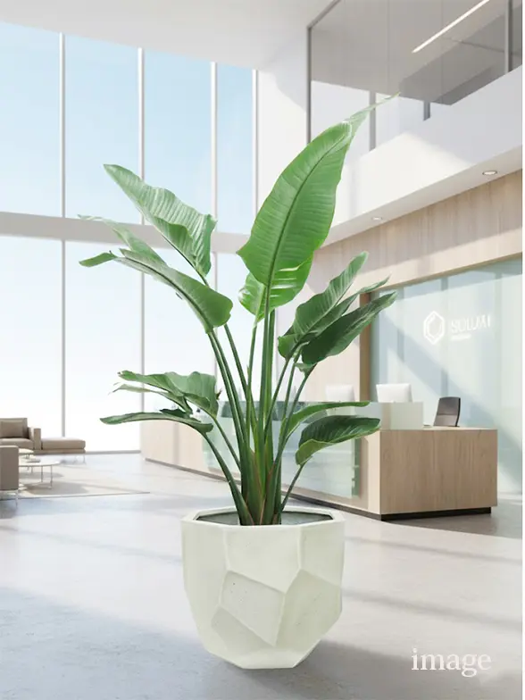 ストレリチア・オーガスタ葉っぱ拡大画像