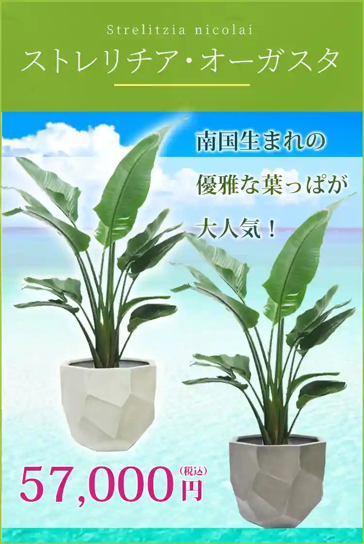 ストレリチア・オーガスタ 観葉植物 57,000円(税込)