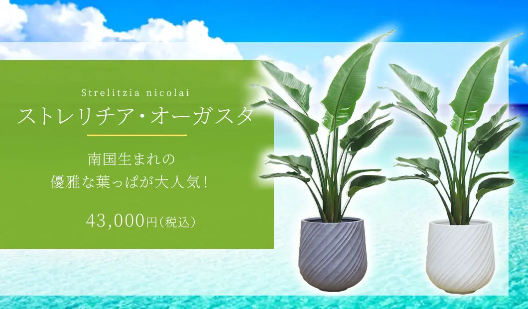 ストレリチア・オーガスタ 観葉植物 43,000円(税込)