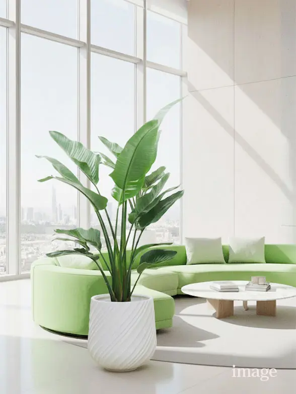 ストレリチア・オーガスタ葉っぱ枝も入った画像