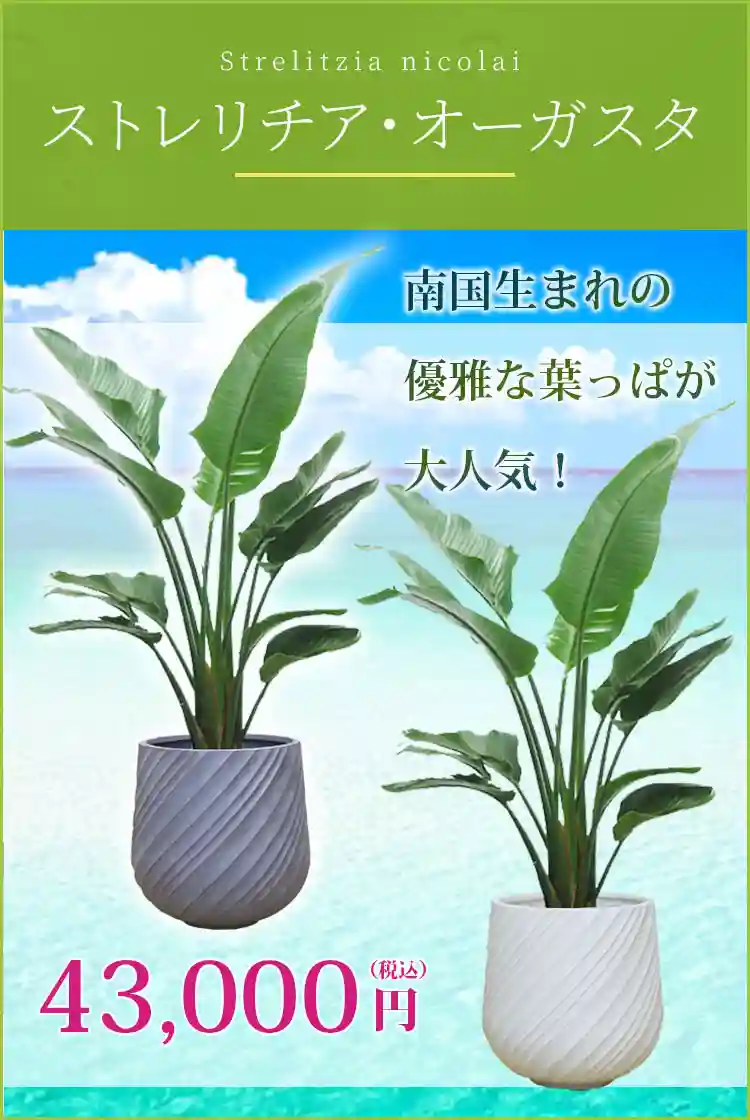 ストレリチア・オーガスタ 観葉植物 57,000円(税込)
