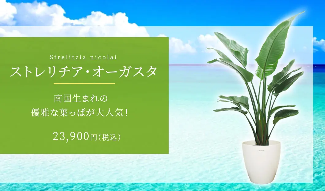 ストレリチア・オーガスタ 観葉植物 22,900円(税込)