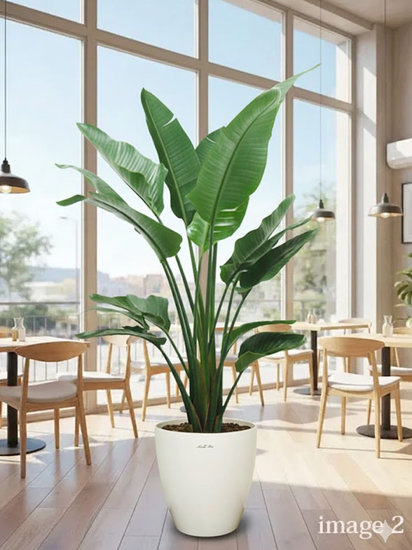 ストレリチア・オーガスタ葉っぱ枝も入った画像