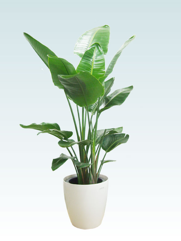 ストレリチア オーガスタ ラスターポット付 L サイズ 観葉植物の販売 通販の観葉植物のオアシス
