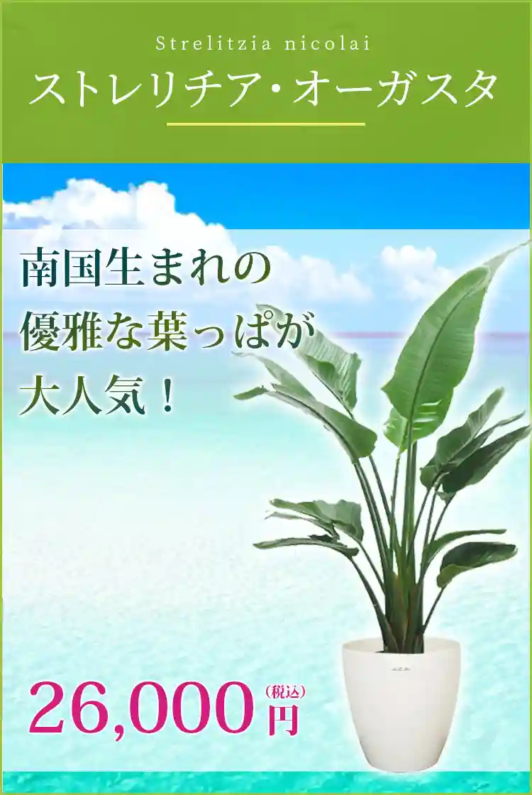 ストレリチア・オーガスタ(ラスターポット付) L サイズ/観葉植物の販売 