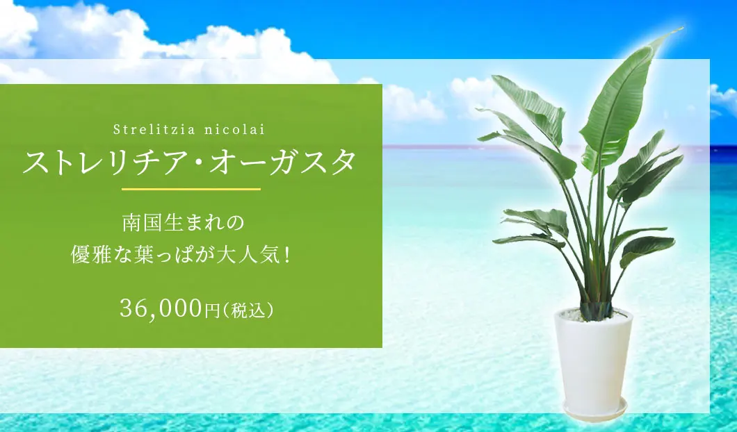 ストレリチア・オーガスタ 観葉植物 35,000円(税込)