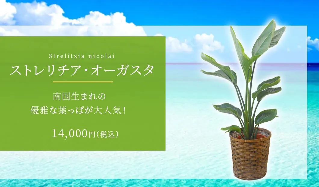 ストレリチア・オーガスタ 観葉植物 13,000円(税込)
