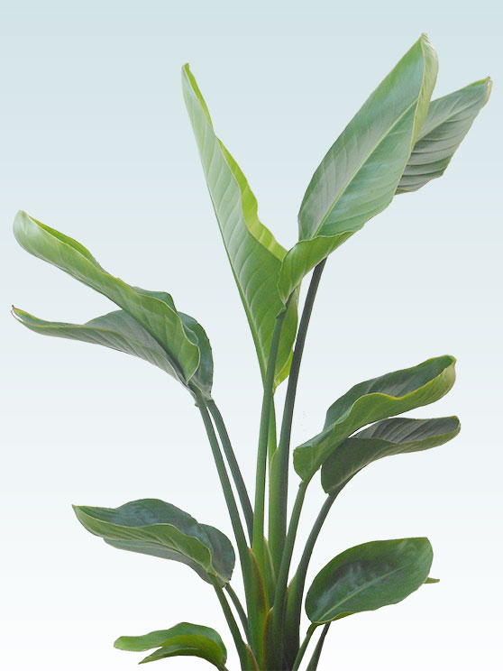 ストレリチア オーガスタ 籐かご付 ダークブラウン色 ｍサイズ 観葉植物の販売 通販の観葉植物のオアシス