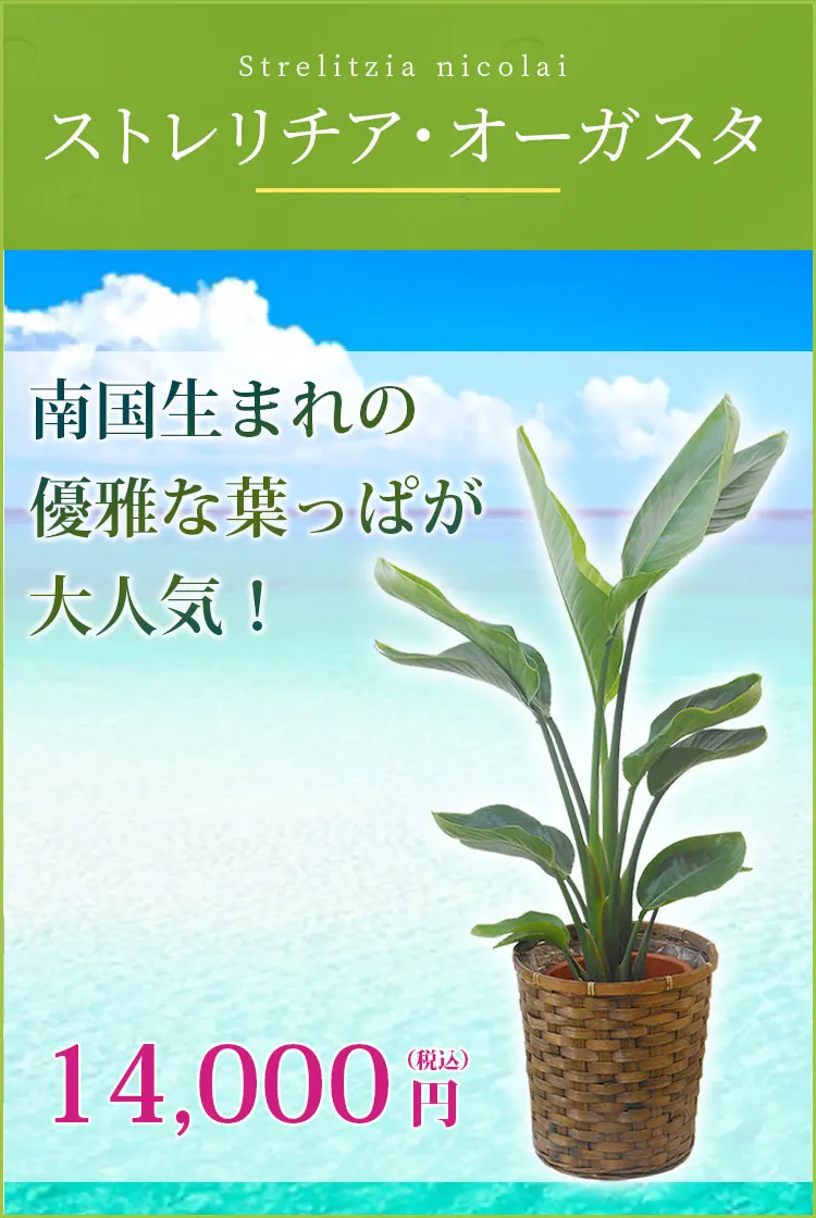 ストレリチア・オーガスタ 観葉植物 13,000円(税込)