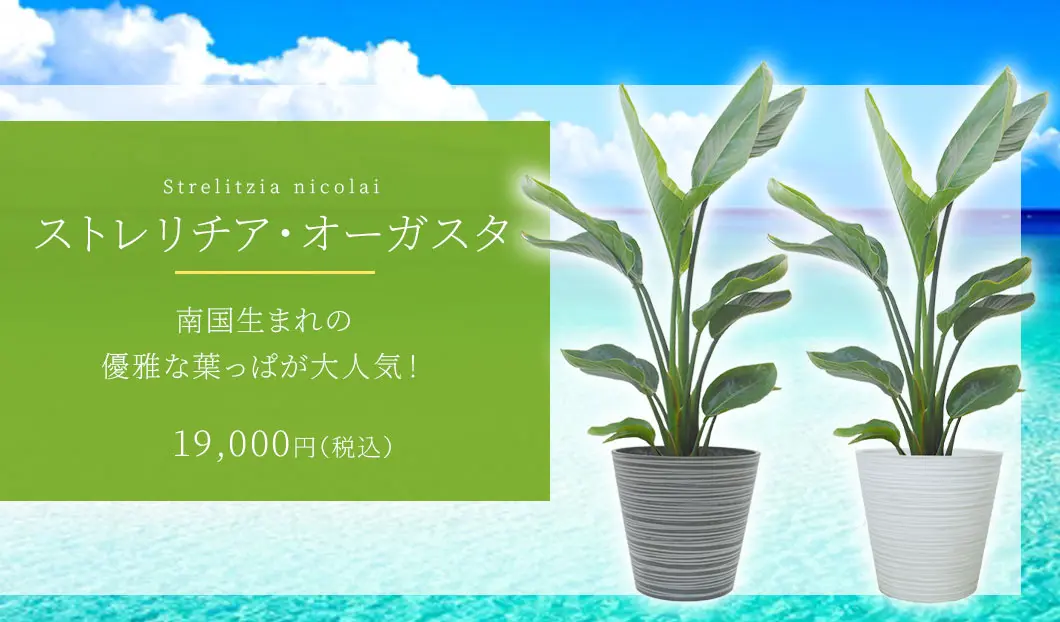 ストレリチア・オーガスタ 観葉植物 19,000円(税込)