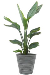 ストレリチア・オーガスタ全体画像