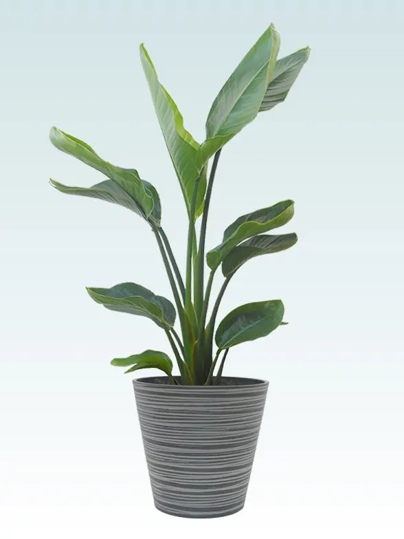 ストレリチア・オーガスタ Mサイズ エコフレンドリーポット付