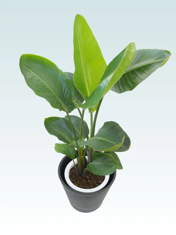 ストレリチア・オーガスタ葉っぱ枝も入った画像