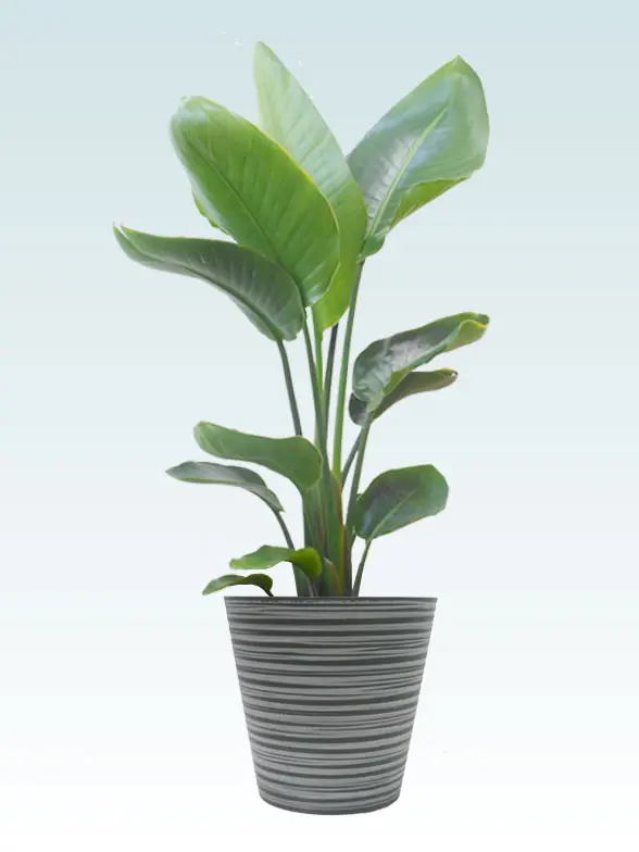 ストレリチア・オーガスタ拡大横から画像