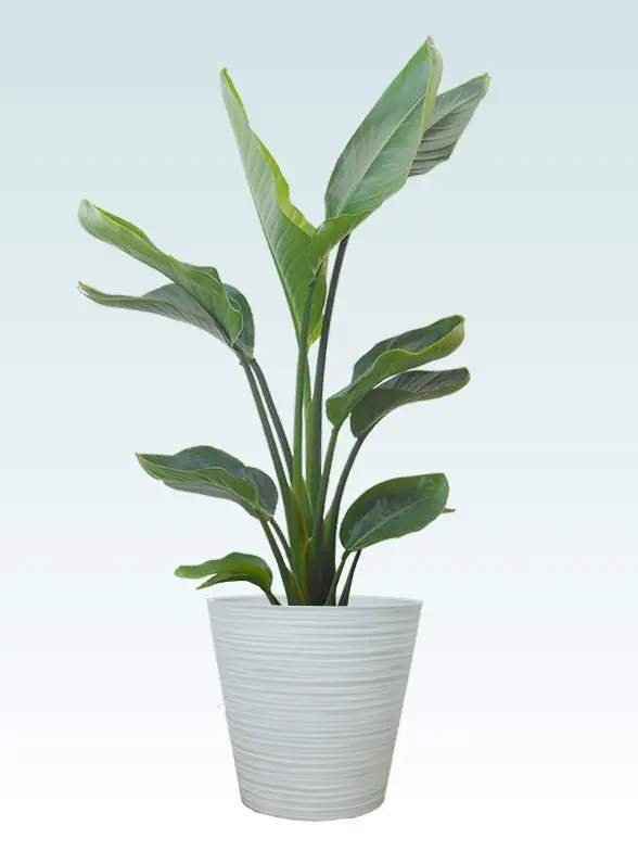 ストレリチア・オーガスタ葉っぱ枝も入った画像